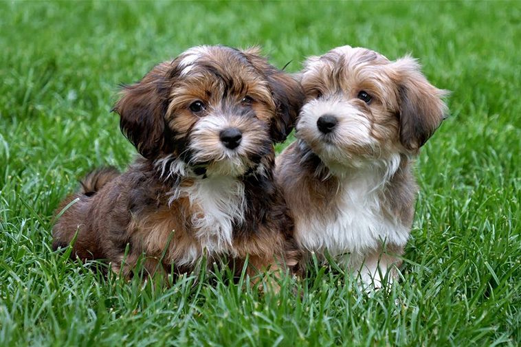 Hundraser: Bichon Havanais