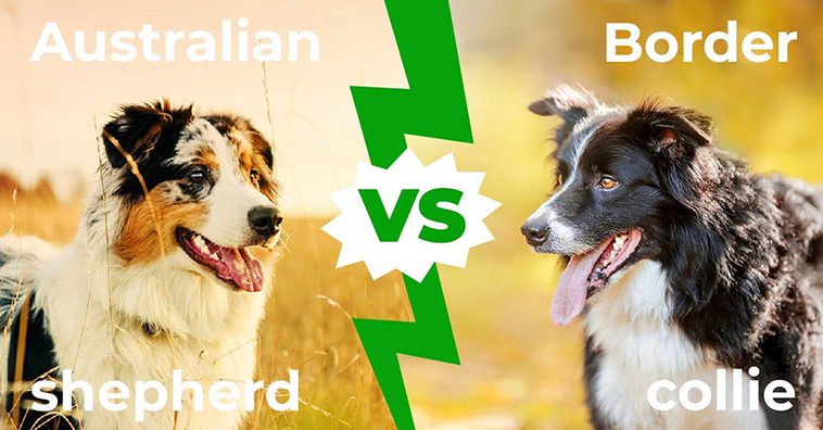 Jämförelse mellan Australian Shepherd och Border Collie
