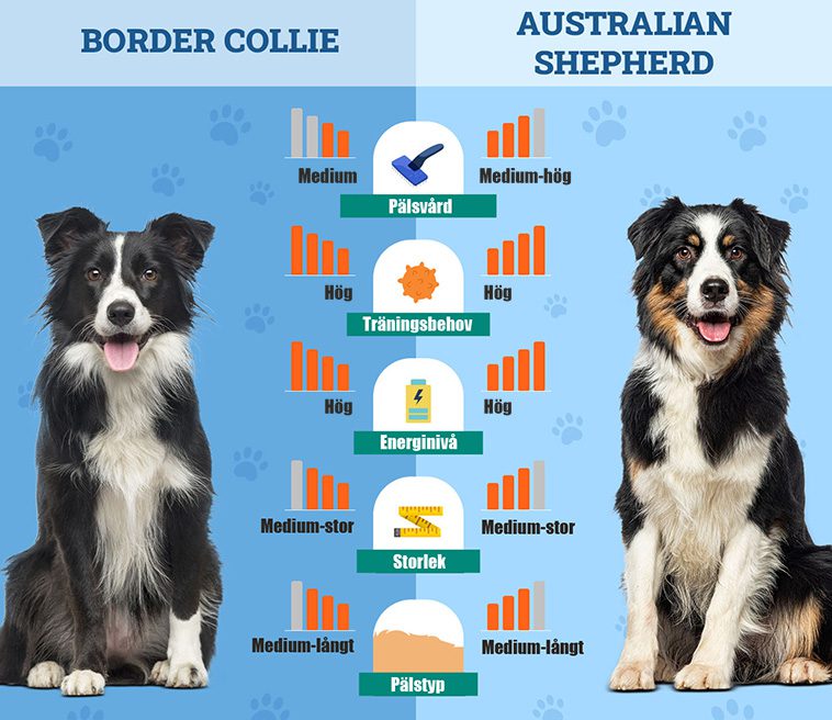 Australian Shepherd och Border Collie: Vilken ras passar dig bäst?