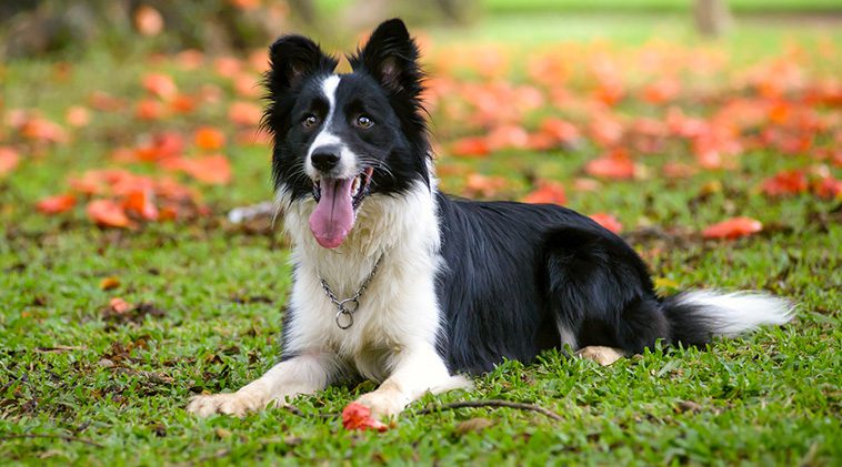 Border Collie: Egenskaper och ursprung
