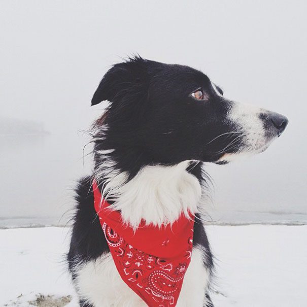 Kan du hitta Border Collien Momo på dessa bilder?