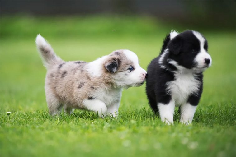 Hundraser: Border Collie