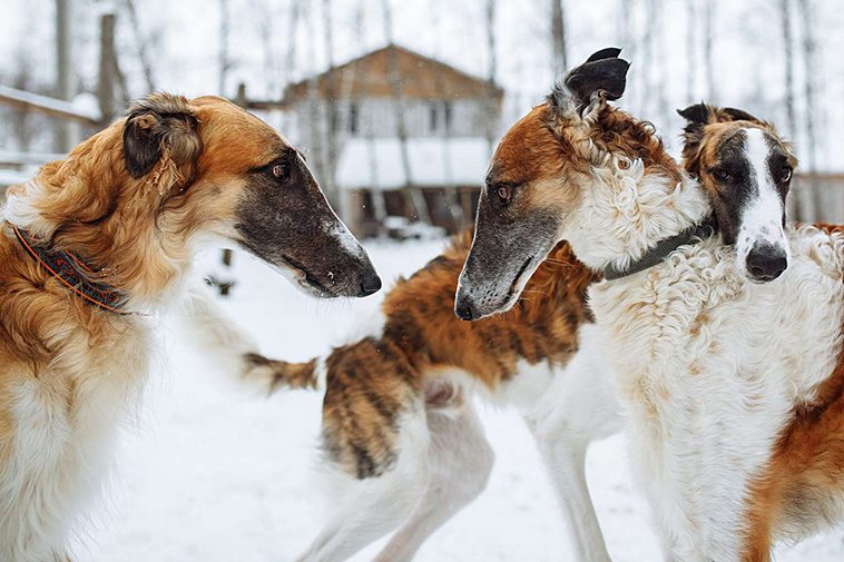 Hundraser: Borzoi