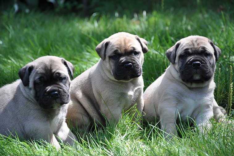 Hundraser: Bullmastiff