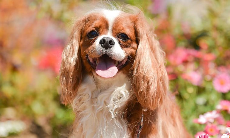 Mot en friskare Cavalier King Charles Spaniel – banbrytande projekt för avgörande stöd