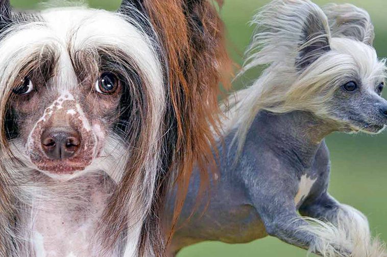 Hundraser: Chinese Crested Dog.