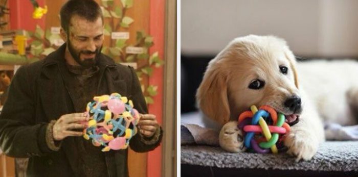 Här är Twitter-kontot som försöker bevisa att Chris Evans egentligen är en Golden Retriever