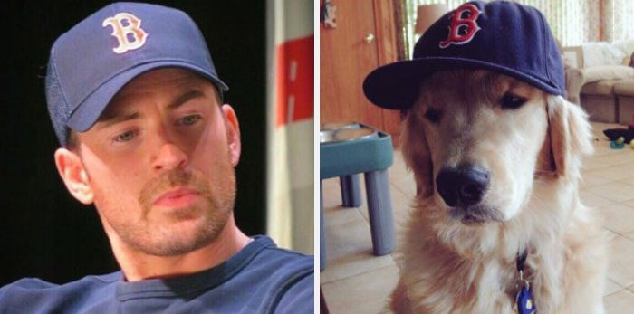 Här är Twitter-kontot som försöker bevisa att Chris Evans egentligen är en Golden Retriever