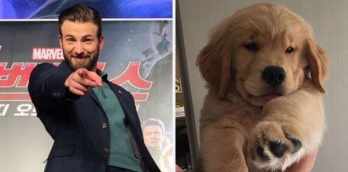 Här är Twitter-kontot som försöker bevisa att Chris Evans egentligen är en Golden Retriever