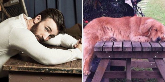Här är Twitter-kontot som försöker bevisa att Chris Evans egentligen är en Golden Retriever