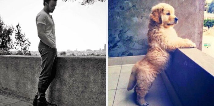 Här är Twitter-kontot som försöker bevisa att Chris Evans egentligen är en Golden Retriever