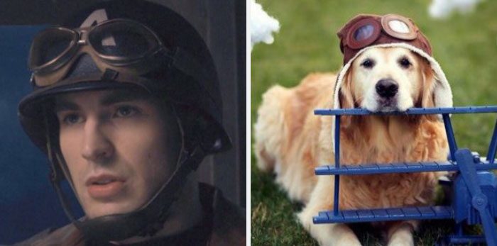 Här är Twitter-kontot som försöker bevisa att Chris Evans egentligen är en Golden Retriever