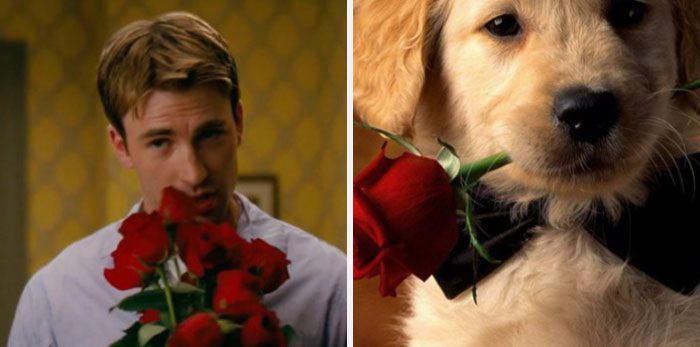 Här är Twitter-kontot som försöker bevisa att Chris Evans egentligen är en Golden Retriever