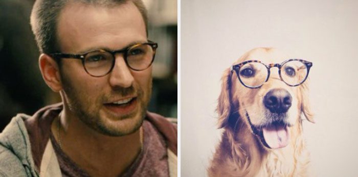 Här är Twitter-kontot som försöker bevisa att Chris Evans egentligen är en Golden Retriever