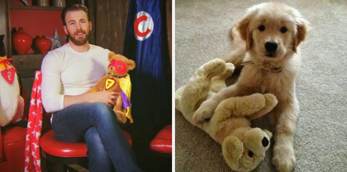 Här är Twitter-kontot som försöker bevisa att Chris Evans egentligen är en Golden Retriever
