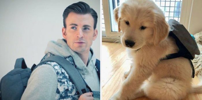 Här är Twitter-kontot som försöker bevisa att Chris Evans egentligen är en Golden Retriever