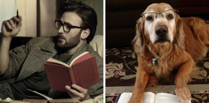 Här är Twitter-kontot som försöker bevisa att Chris Evans egentligen är en Golden Retriever