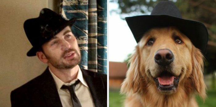 Här är Twitter-kontot som försöker bevisa att Chris Evans egentligen är en Golden Retriever