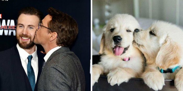 Här är Twitter-kontot som försöker bevisa att Chris Evans egentligen är en Golden Retriever