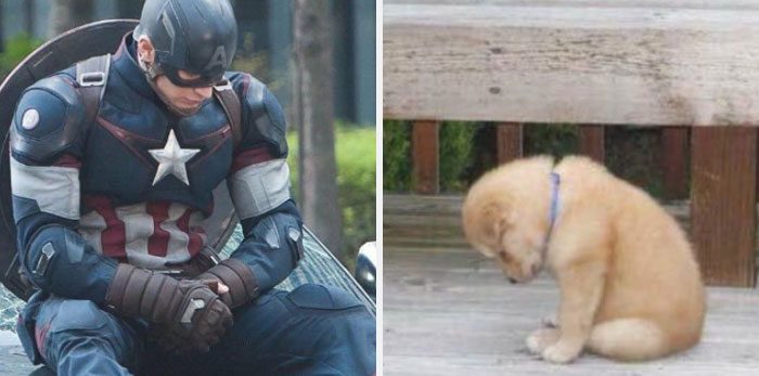 Här är Twitter-kontot som försöker bevisa att Chris Evans egentligen är en Golden Retriever