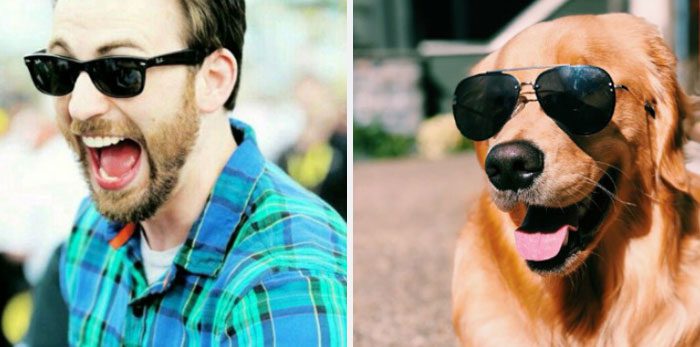 Här är Twitter-kontot som försöker bevisa att Chris Evans egentligen är en Golden Retriever