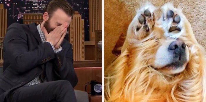 Här är Twitter-kontot som försöker bevisa att Chris Evans egentligen är en Golden Retriever