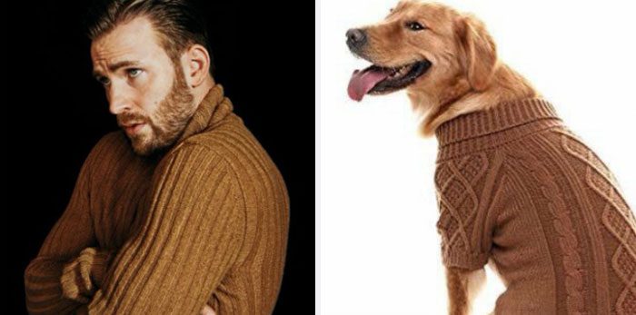 Här är Twitter-kontot som försöker bevisa att Chris Evans egentligen är en Golden Retriever