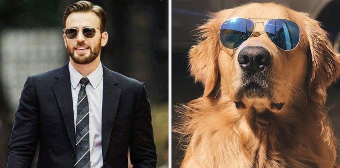 Här är Twitter-kontot som försöker bevisa att Chris Evans egentligen är en Golden Retriever
