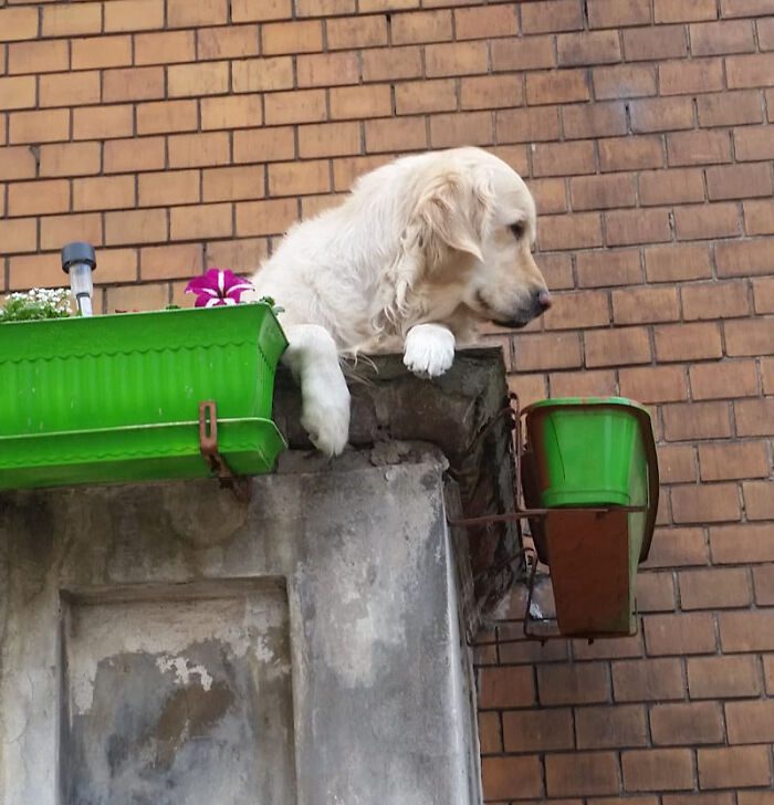 Den charmiga Golden Retrievern som blev Gdansks mest populära sevärdhet