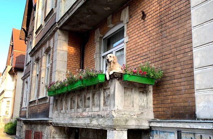 Den charmiga Golden Retrievern som blev Gdansks mest populära sevärdhet