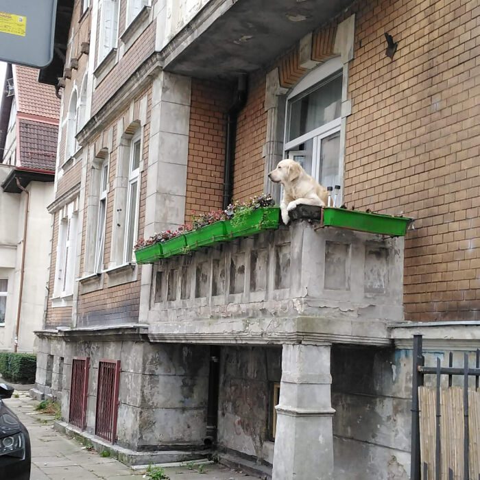Den charmiga Golden Retrievern som blev Gdansks mest populära sevärdhet