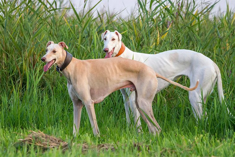 Hundraser: Greyhound
