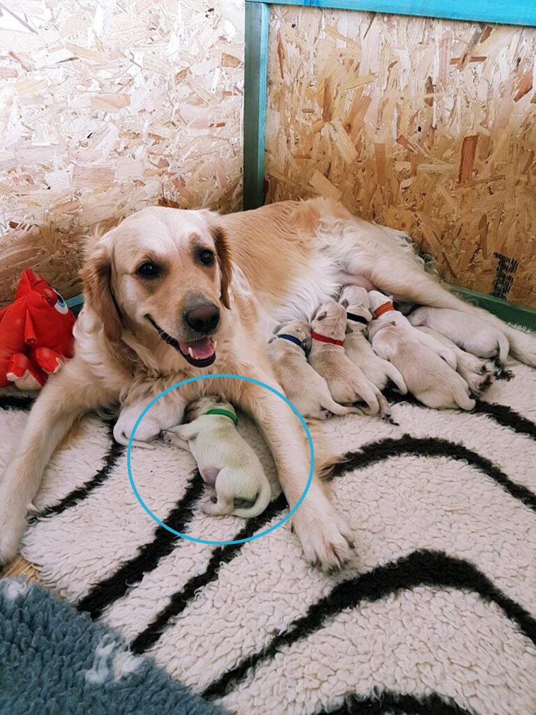 Louise i chock: Tror inte sina ögon när hon ser vad hennes Golden Retriever har fött