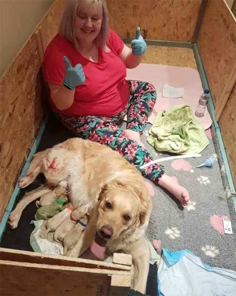 Louise i chock: Tror inte sina ögon när hon ser vad hennes Golden Retriever har fött