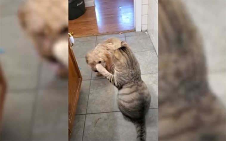 Hunden stoppas av katten – men får oväntad hjälp för att lösa problemet