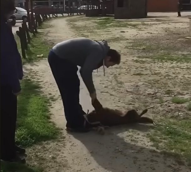Efter två ensamma år på hundhemmet känner hunden igen en bekant lukt
