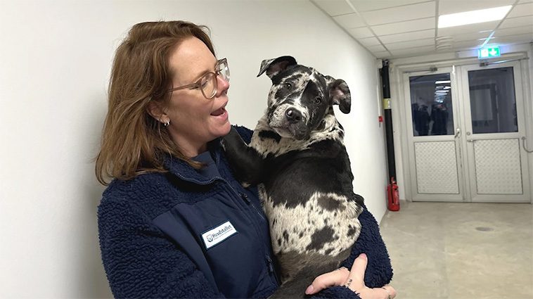 Omplacerade hundar fortsätter att öka – Hundstallet öppnar ny anläggning i Örkelljunga