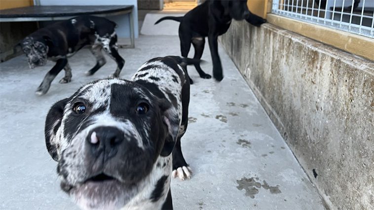 Omplacerade hundar fortsätter att öka – Hundstallet öppnar ny anläggning i Örkelljunga