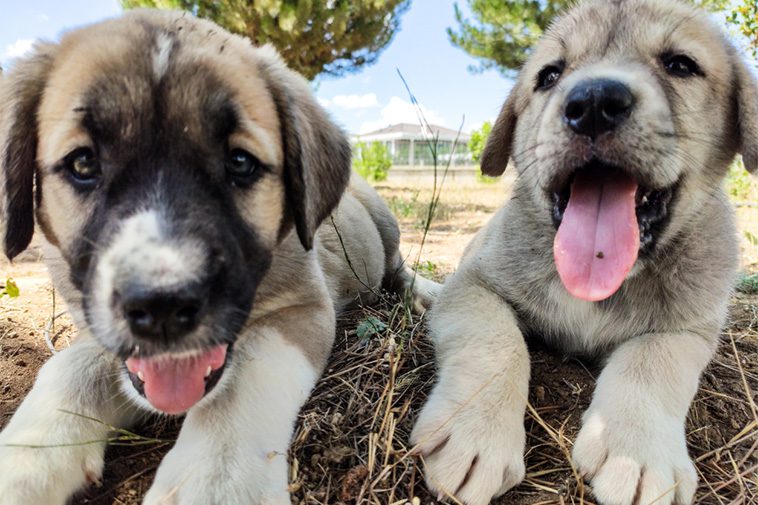 Hundraser: Kangal Çoban Köpegi