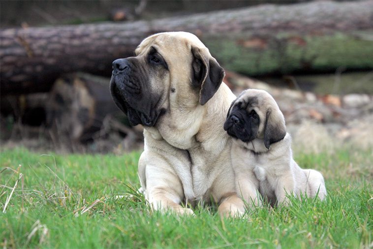 Hundraser: Mastiff