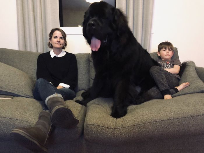 Folk visar upp sina Newfoundlandshundar – och de är verkligen hundarnas giganter (bildspecial)