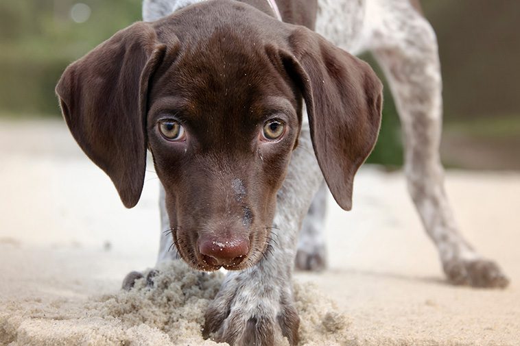 Hundraser: Pointer