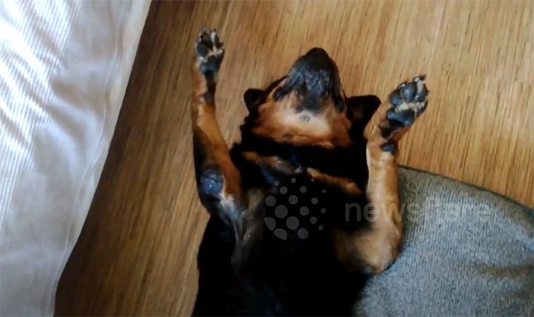 Rottweilern Brutus vägrar att ta sin medicin – spelar död i försök att överlista husse