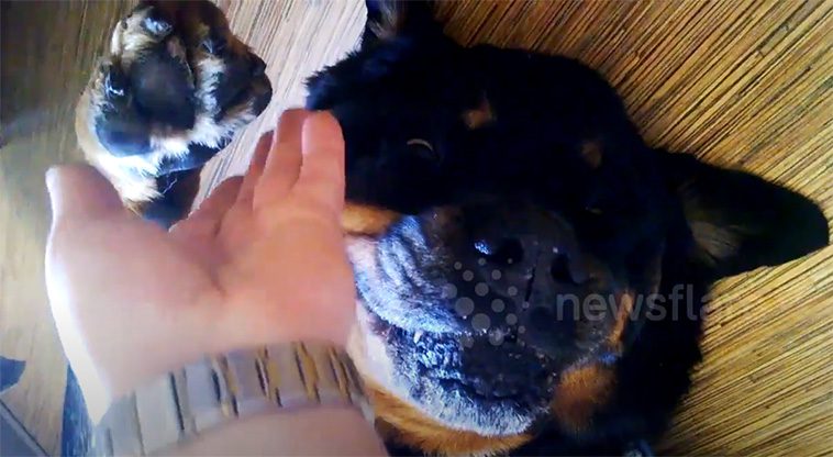 Rottweilern Brutus vägrar att ta sin medicin – spelar död i försök att överlista husse