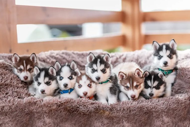 Hundraser: Siberian Husky