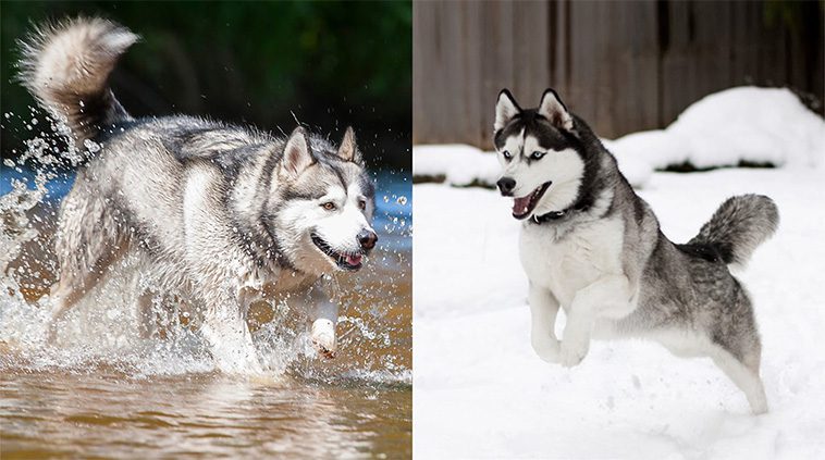 Möt två liknande men helt olika raser: Siberian Husky och Alaskan Malamute
