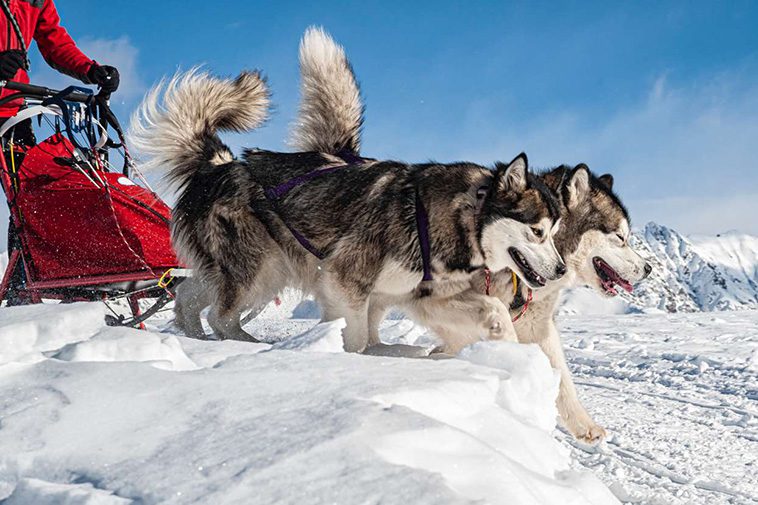 Möt två liknande men helt olika raser: Siberian Husky och Alaskan Malamute