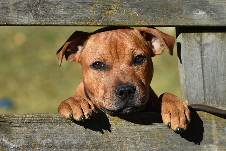 Hundraser: Staffordshire Bullterrier