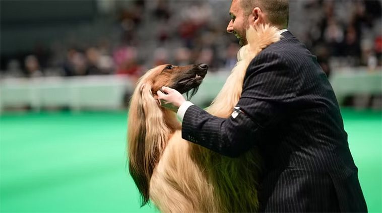 Dags för årets stora hundfest: Stockholm Hundmässa 2024