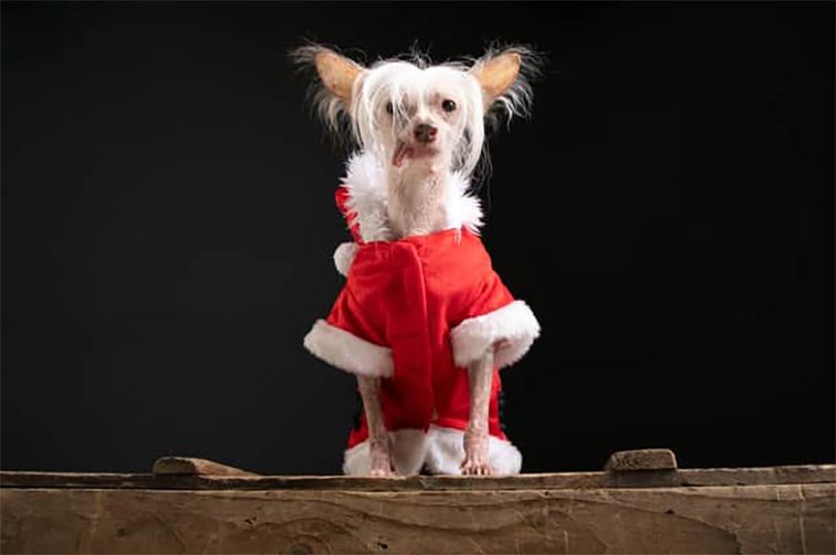 Storbritanniens 'fulaste hund' har korats – möt den kinesiska nakenhunden Muppet